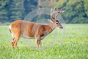 Whitetailed deer buck in velvet