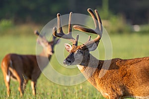 Whitetailed deer buck in velvet