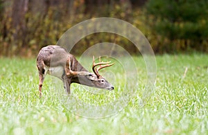 Whitetailed deer buck