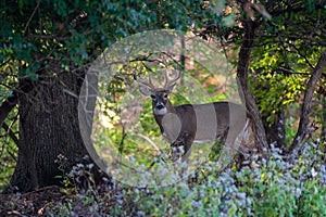 Whitetailed deer buck in the woods