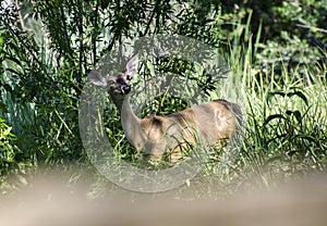 Whitetailed Deer doe in Driftwood Texas Hill Country