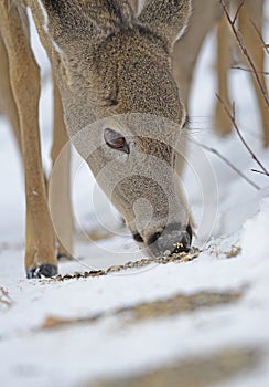 Whitetailed Deer Eating