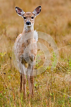 Whitetailed Deer Fawn