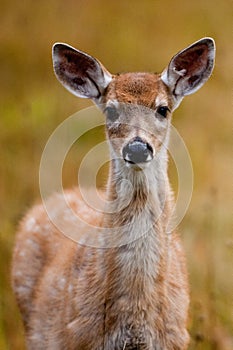 Whitetailed Deer Fawn