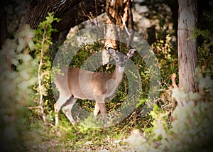 Whitetailed Deer fawn, Texas Hill Country