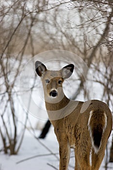 Whitetailed Deer Female   705572