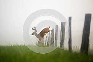 Whitetailed deer leaping over a fence