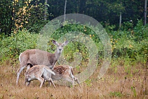 Whitetailed Doe and Fawns