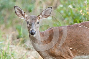 Whitetailed Doe in Woods