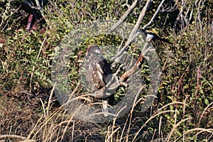 Whitetailed Eagle on a Tree in Alaska