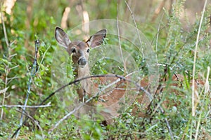 Whitetailed Female Fawn