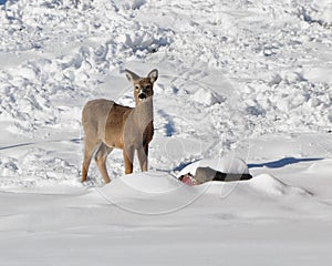 Whitetailed winter shadows