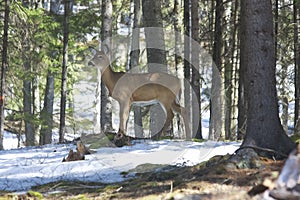 Whitetails deer in its natural habitat i