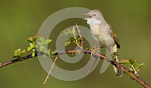 Whitethroat on a branch