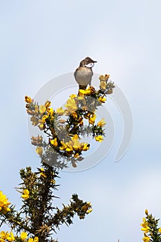 Whitethroat (Curruca communis