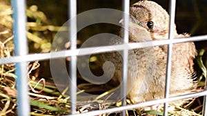 Whitethroat fledgeling in a plastic cage