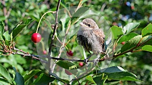Whitethroat fledgling perching on cherry tree twig