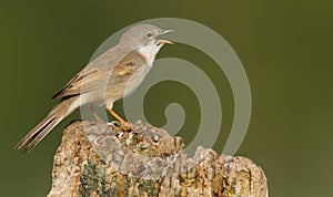 Whitethroat on a pole