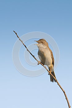 Whitethroat (Sylvia communis)