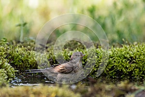 Whitethroat Sylvia communis in the wild nature, bathing bird