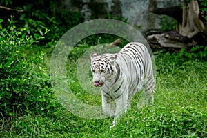 whiteTiger in the forest photo