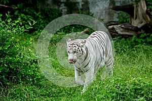 whiteTiger in the forest