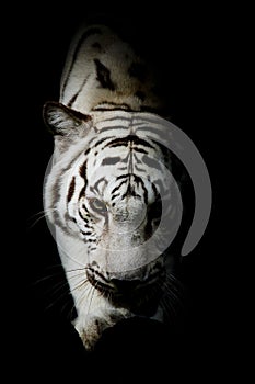 WhiteTiger, portrait of a bengal tiger. photo