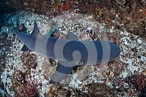 Whitetip Reef Shark at Cocos Island