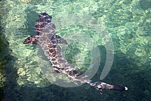 Whitetip Reef Shark (Galapagos, Ecuador)