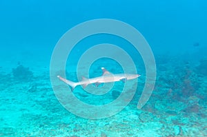 Whitetip Reef Shark near Coral Bottom