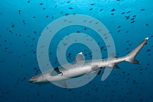 Whitetip reef shark Triaenodon obesus
