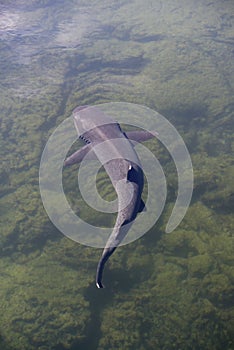 Whitetip reef shark Triaenodon obesus, Punta Moreno, Isabela Island, Galapagos Islands