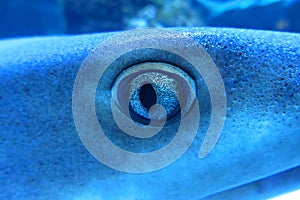 Whitetip reef shark Triaenodon obesus . Shark\'s eye close-up in blue tones. photo