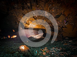 A whitetip reef shark Triaenodon obesus in an underwater cave at Gato Island, Malapscua, Philippines. The Whitetip reef shark is photo