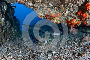 Whitetip Reef Sharks in Cave