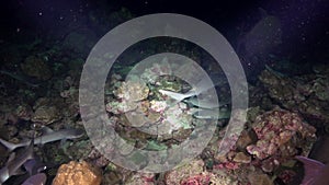 Whitetip Reef sharks At Nighth In search of food.