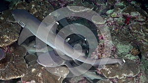 Whitetip Reef sharks At Nighth In search of food.