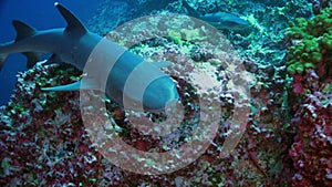 Whitetip reef sharks school of fish on underwater seabed of natural aquarium.