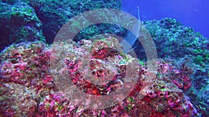 Whitetip reef sharks school of fish on underwater seabed of natural aquarium.