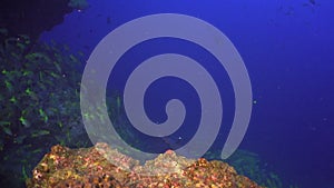 Whitetip reef sharks school of fish on underwater seabed of natural aquarium.