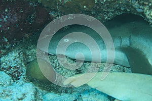 Whitetip shark in cave