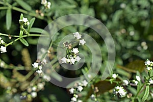 Whitetop weed or famine weed flowers in Rio de Janeiro, Brazil