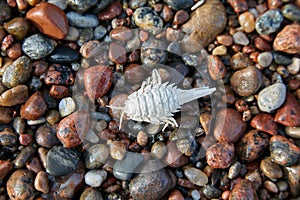 Whitewashed arthropod shell on the pebbles of the seashore