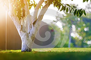 Whitewashed bark of tree growing in sunny orchard garden on blurred green copy space background