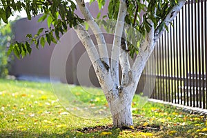 Whitewashed bark of tree growing in sunny orchard garden on blurred green copy space background