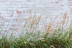 Whitewashed brick wall with high grass with ears on foreground