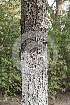 Whitewashed chestnut trunk of tree, close up