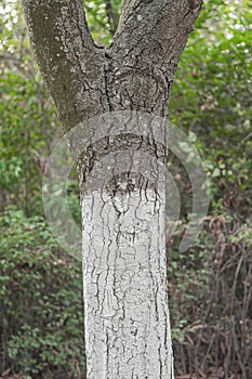 Whitewashed chestnut trunk of tree, close up