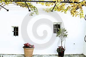 Whitewashed facade with vine and plants in Guadalest