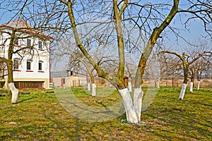 The whitewashed fruit trees in a garden on the seasonal dacha. Spring